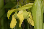 Green pitcherplant